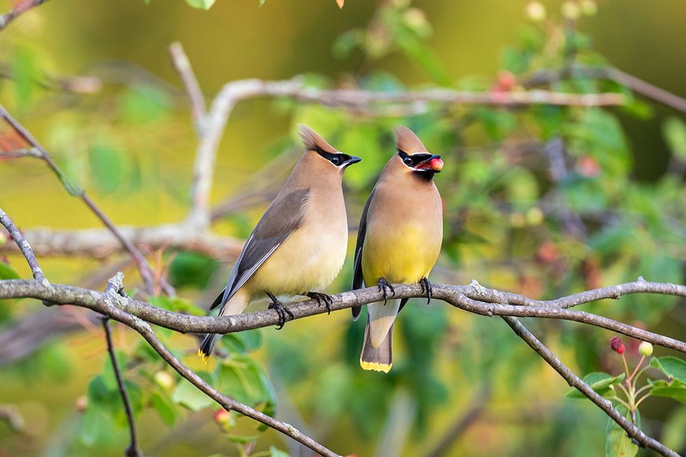Cedar Waxwings exchanging berry in Serviceberry Bush